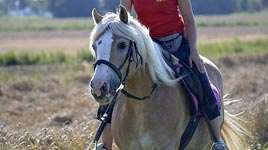 Ponyferien an der Nordsee