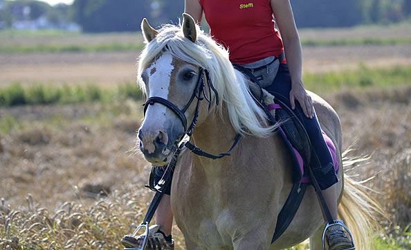 Ponyferien für Kinder an der Nordsee Ponyferien für Kinder an der Nordsee